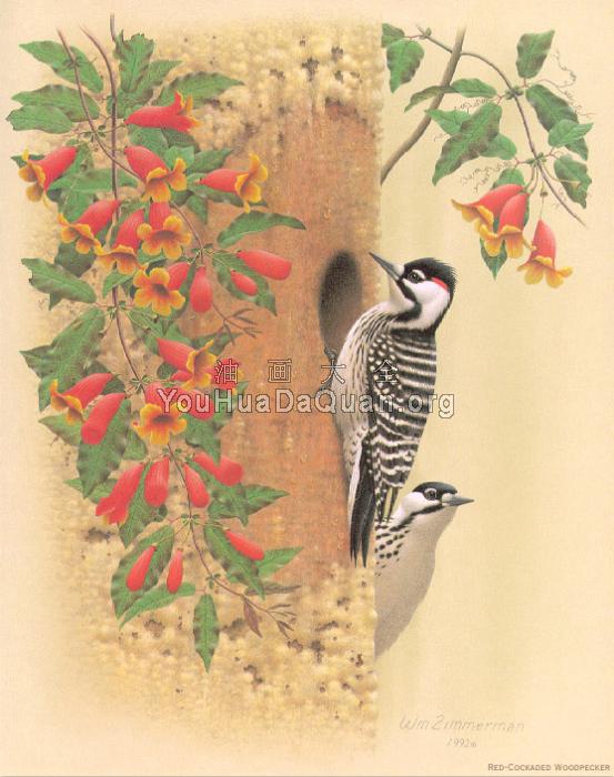 Red cockaded Woodpecker - 威廉·齐默曼